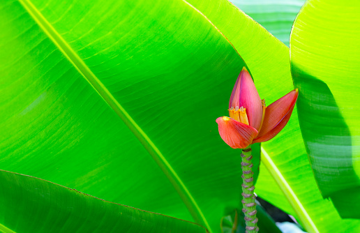 Beautiful banana red flower with green leaves