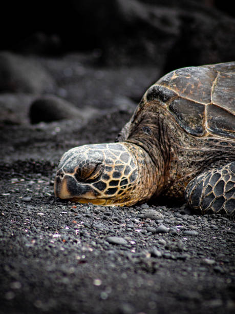istock Sea turtle on a dark rocky coast with gray pebbles 2047649825