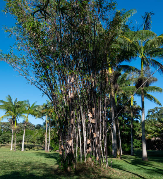 istock Tropical trees in a green meadow under a clear blue sky 2047649832