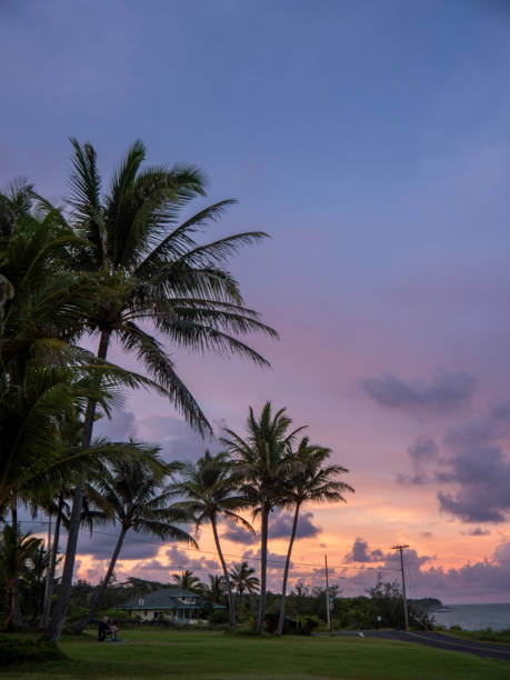 istock Palm trees in a green meadow at sunset 2047649835