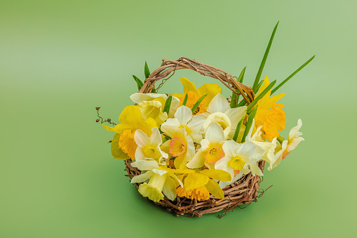 Festive spring composition with assorted blooming narcissus and homemade wicker basket. Traditional seasonal flora, greeting card. Pastel green background, copy space