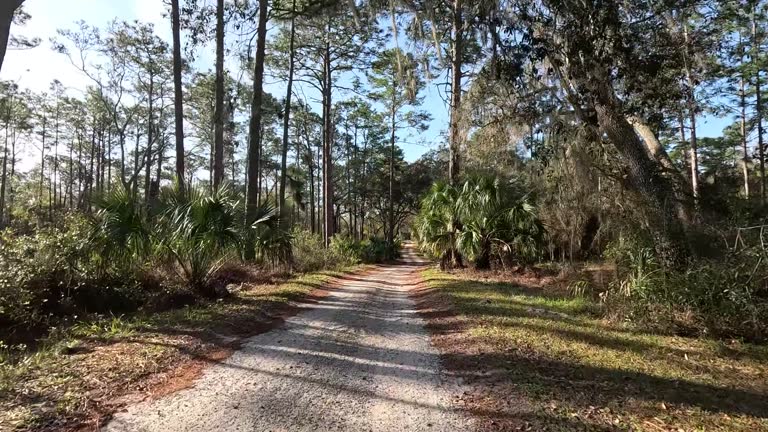 Slow morning drive along dirt road, through forest of pines, oaks and palms