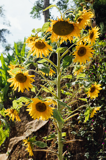 A vertical image of a sunflower plant in Sa Pa, Vietnam. It is set against a wall of rock and vegetation.