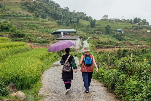 A guide dressed in a national hill tribe dress holding a purple umbrella is guiding a European tourist amongst paddy fields and vegetable plots in the area of Sa Pa Vietnam. This lone traveller is having a customised vacation. They are following a curved path through this authentic rural area.