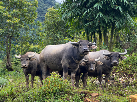 A group of Carabao or Water Buffalo are standing on an embankment looking straight at the camera With Humour.