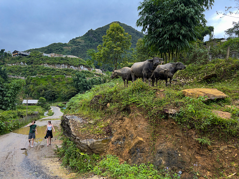 Two teenage European tourists, hiking through the beautiful natural landscape in Sa Pa .  Water buffalo graze on a hill next to the  adventurers.  Hills and mountains are in the background, with lush green vegetation covering all but the winding path.
