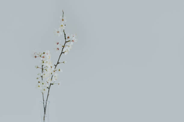 istock Beautiful blossom branches in a vase on a grey background. Spring minimalistic concept. 2047670721