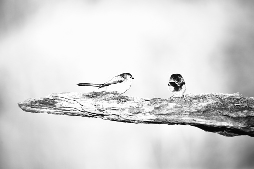 Black and white high key image of long-tailed tits on a branch