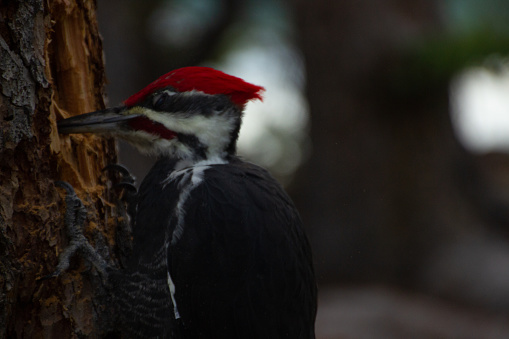 Pileated woodpecker searching for food in the Minnesota wilderness.