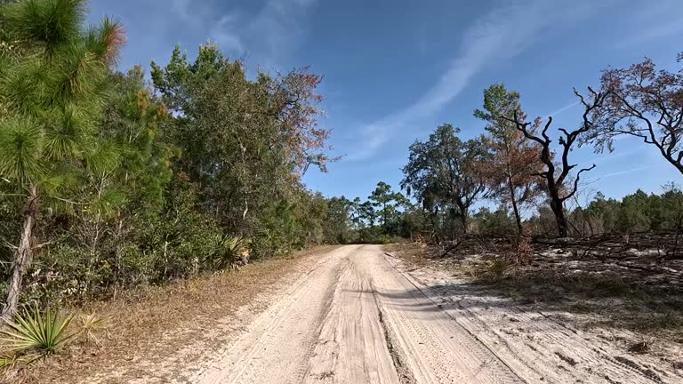 Slow drive on dirt road separating cleared, burned area from forest