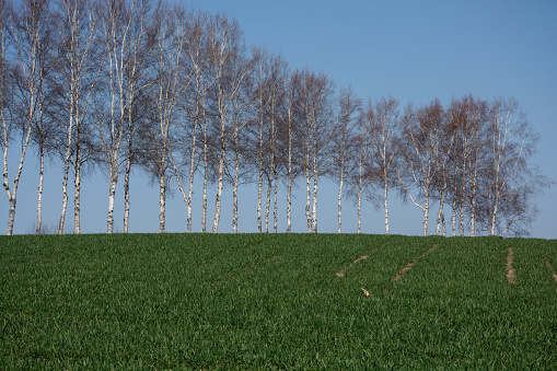 Spring green wheat fields and birch trees
