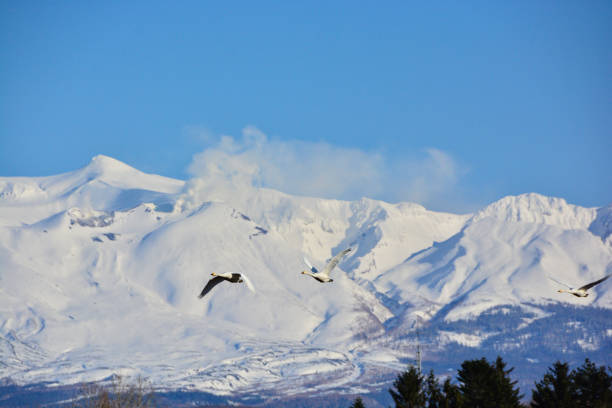 istock Swans flying with a snowy mountain peak 2047680853