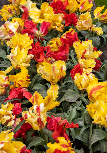 Yellow and red tulip called Zampa Parrot.  Parrot group. Tulips are divided into groups that are defined by their flower features
