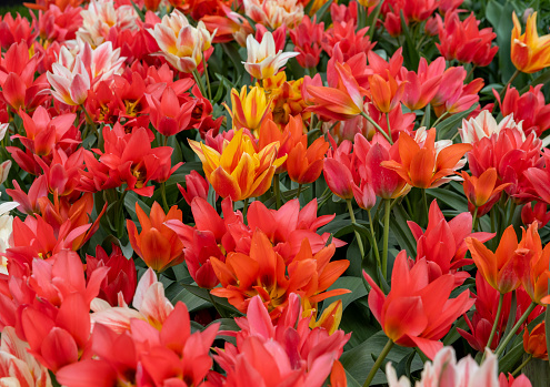 Tulip called Fun Colours mix. Glorious mix consists of the tulip Toronto and two of her colour-mutants Winnipeg and Quebec.Tulips are divided into groups that are defined by their flower features