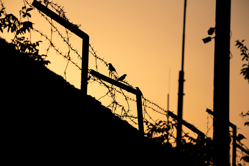 Sparrows on barbed wire, sunset, oppressive atmosphere, silhouettes of birds and fences. High quality photo