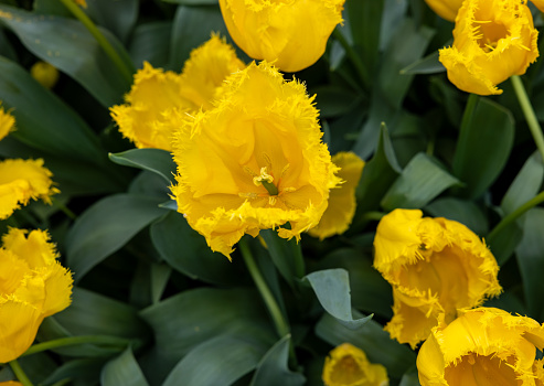 Yellow tulip called Sun Frillzz, Fringed group. Tulips are divided into groups that are defined by their flower features