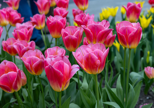 Tulip called Tompouce, Triumph group. Tulips are divided into groups that are defined by their flower features