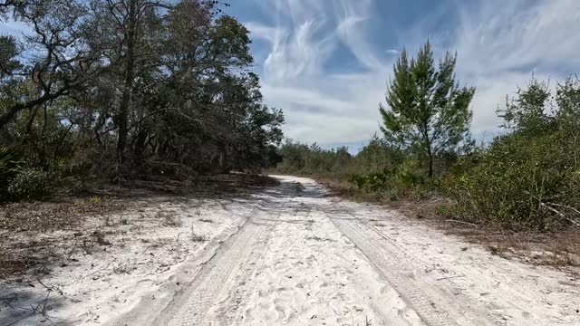 Slow drive on soft sand dirt road in scrubby pine forest