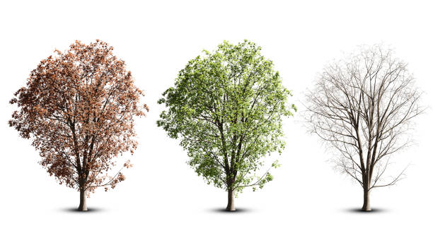 istock 3D illustration. Isolated trees collection on white background with clipping path. 2047691550