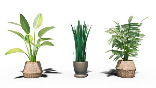 istock 3D digital render of plant isolated on white background with clipping path. 2047691552