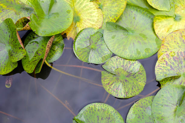 istock Beautiful water lily in a water pot 2047691564