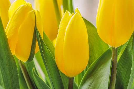 Still life with bunch of yellow tulips in blue glass vase on white table. Home interior decor. copy space