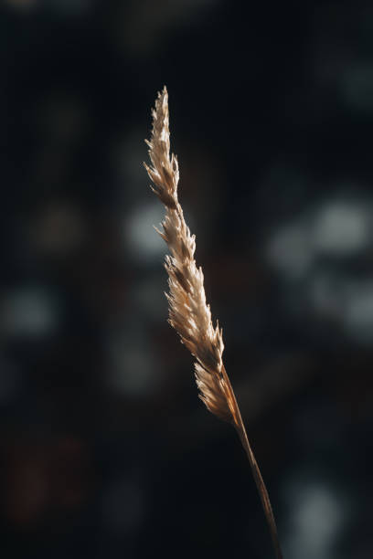 istock Dried grass in sunlight against a dark background 2047698413