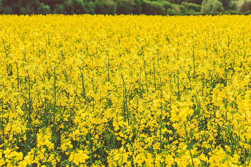 Yellow blooming field of rapeseed with clear blue sky. Growing colza for the production of bio fuels.