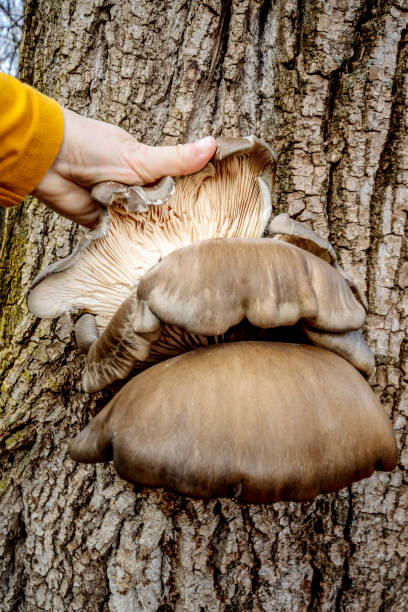 istock Pleurotus ostreatus 2047701114