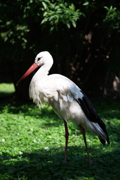 istock White stork in a grassy area surrounded by trees 2047703293