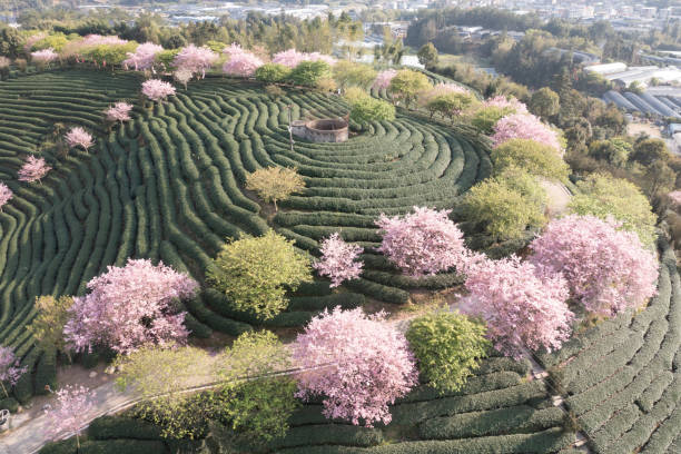 istock Cherry blossoms bloom on the hillside 2047703800