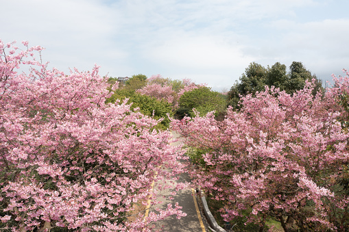 pink sakura tree