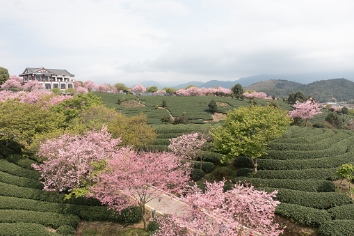 Cherry blossoms bloom on the hillside