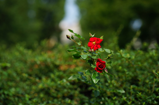 The red roses blooming in the garden against the backdrop of green foliage