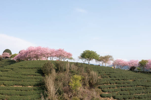 istock Cherry blossoms bloom on the hillside 2047704370