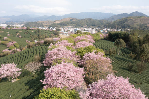 Aerial view of Cherry Organic Tea Mountain
