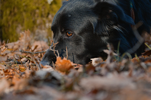 Labrador retrieve purebred dog sniffs the forest undergrowth with autumn foliage in Tuscany