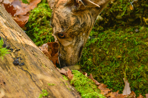 Spanish greyhound purebred dog sniffs the forest undergrowth in Tuscany