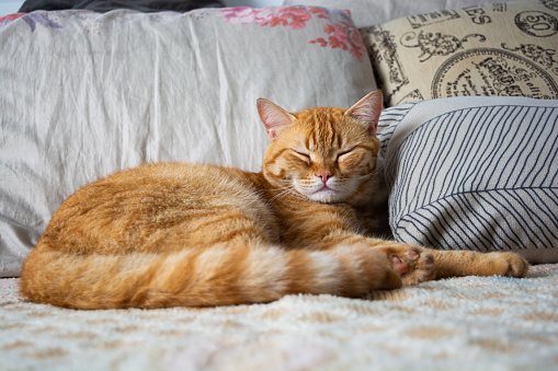 An orange cat relaxing on a couch by pillows