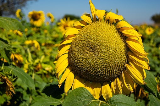 A single sunflower standing out in a sea of sunflowers in a field