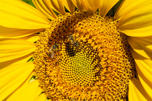 Two bees perched on a sunflower surrounded by other blooms