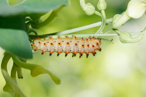 The crop pest Helicoverpa armigera caterpillar isolated on white background