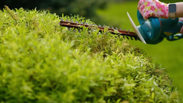 A woman gardener in work uniform trims a bush with electric scissors. Handmade in the summer season.