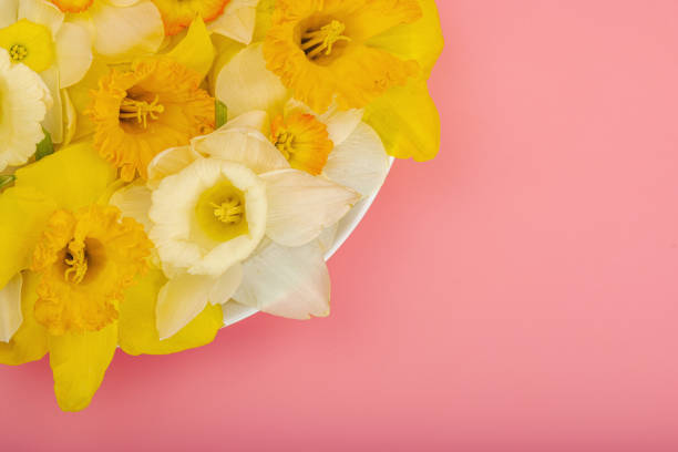 Festive spring composition with assorted blooming daffodils. Traditional seasonal flora, greeting card. Pastel pink background, top view