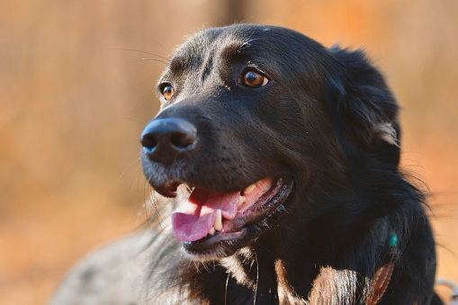 Purebred black Labrador Retriever dog portrait outdoor