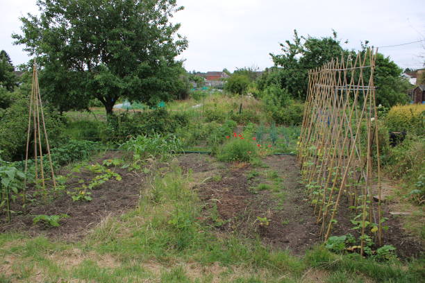 istock UK allotment plot taken on a cloudy day 2047741795