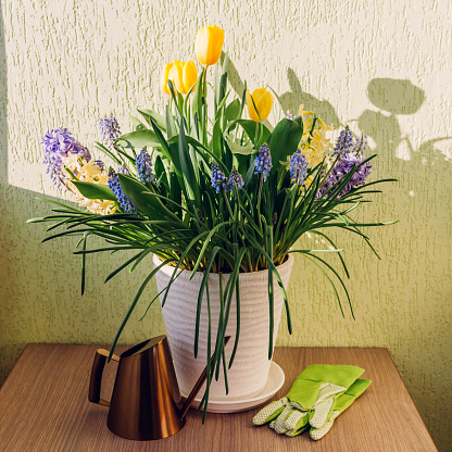 Bouquet of spring flowers. Yellow tulips, hyacinths, blue muscari grow in pot at home. Watering can, gloves of gardener put on table