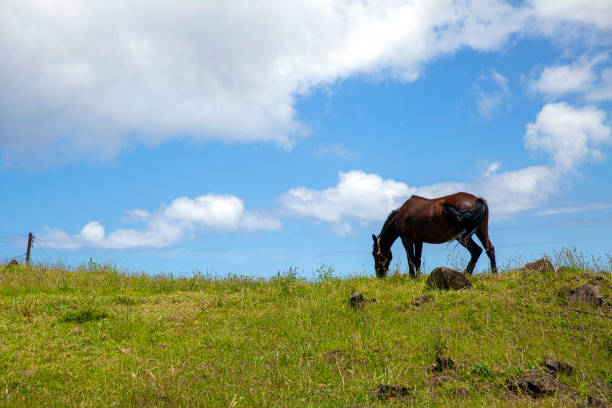 A horse grazes peacefully on lush green grass under a clear blue sky.