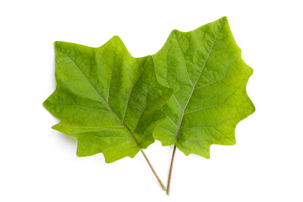 Green leaf of hairy eggplant, Solanum stramonifolium Jacq