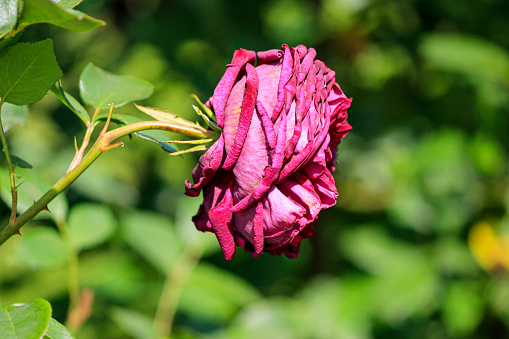 Red rose seen from the side.